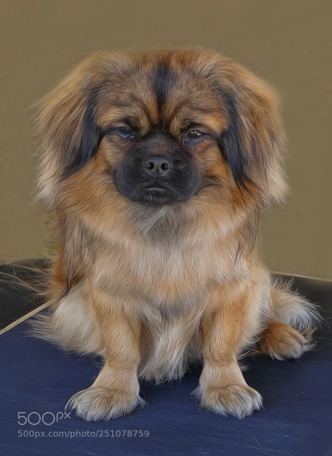 Panasonic Lumix DMC-FZ1000 sample photo. Tibetan spaniel photography