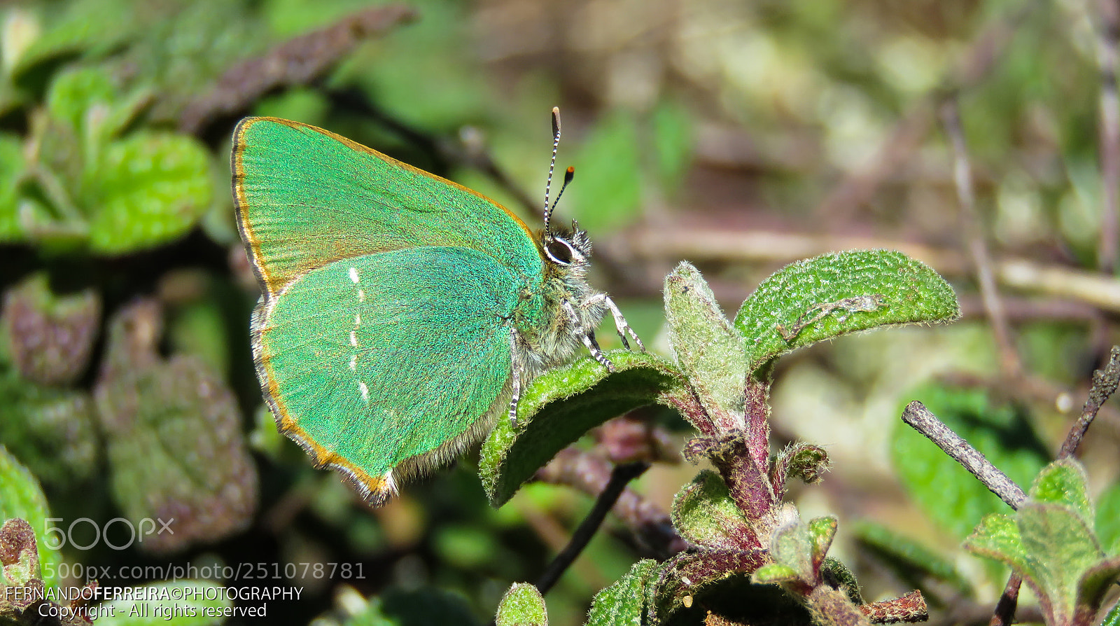 Canon PowerShot SX60 HS sample photo. Borboleta rubi (callophrys rubi) photography
