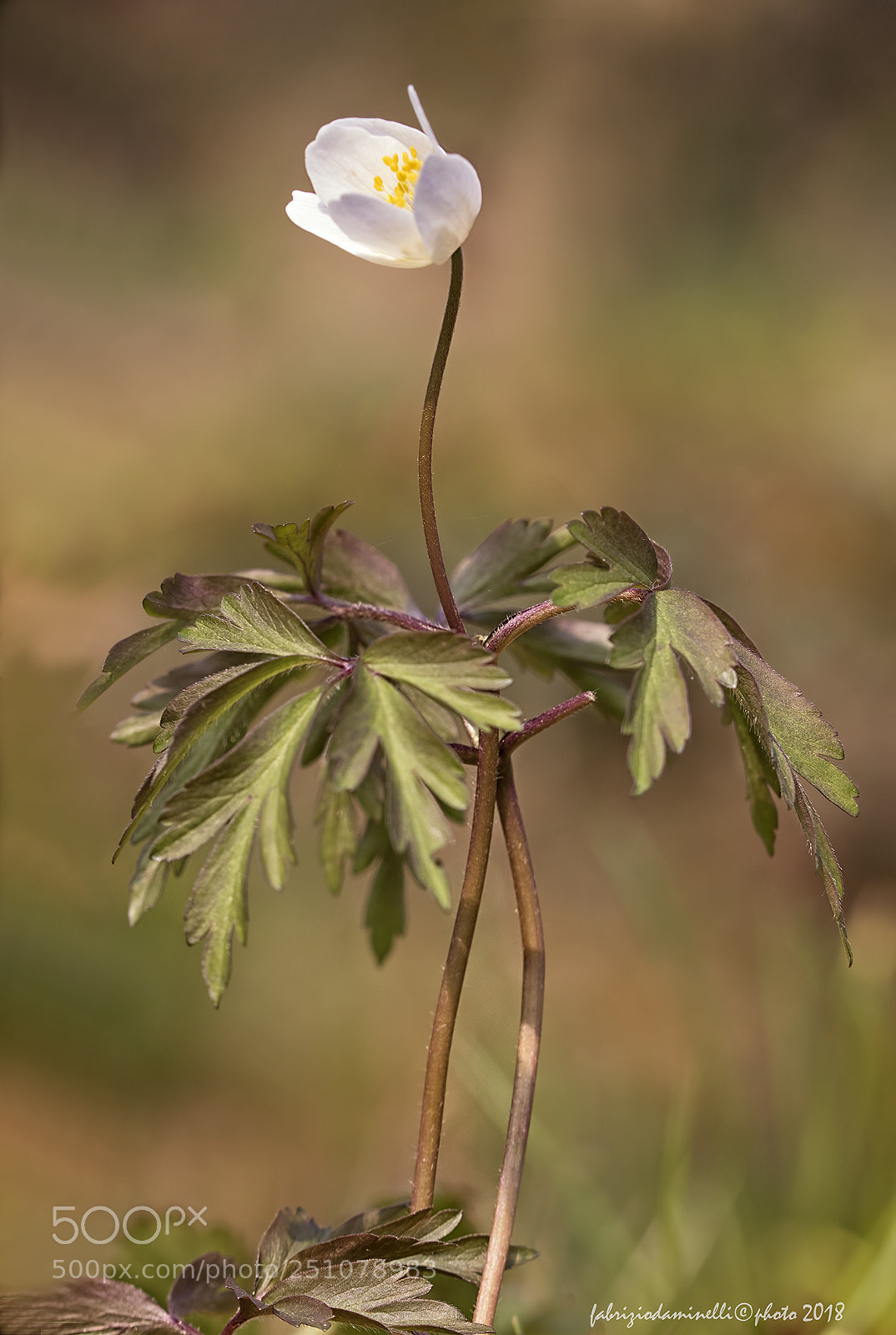 Canon EOS 7D Mark II sample photo. Wood anemone photography