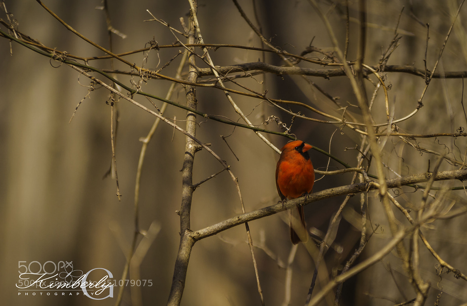 Canon EOS 7D sample photo. Red cardinal at the photography