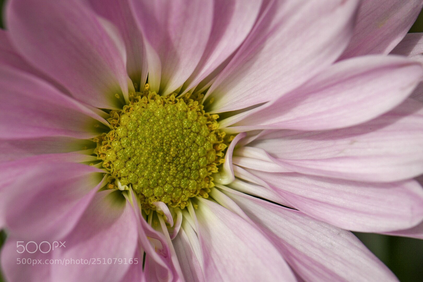 Nikon D5500 sample photo. Pink daisy photography