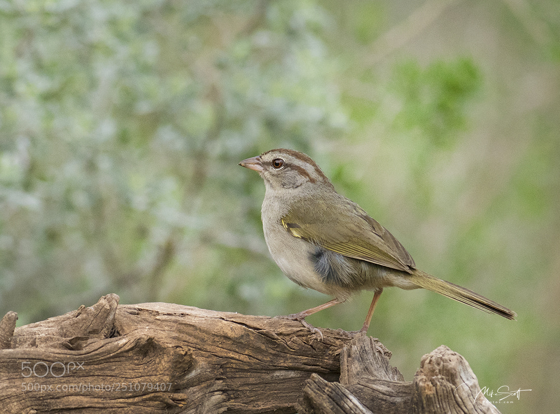Nikon D500 sample photo. Olive sparrow photography