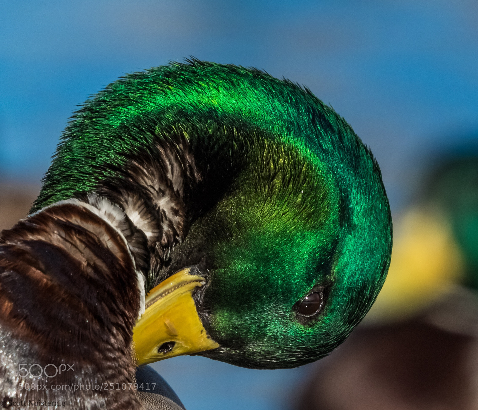Canon EOS 7D Mark II sample photo. Close up mallard !
 photography