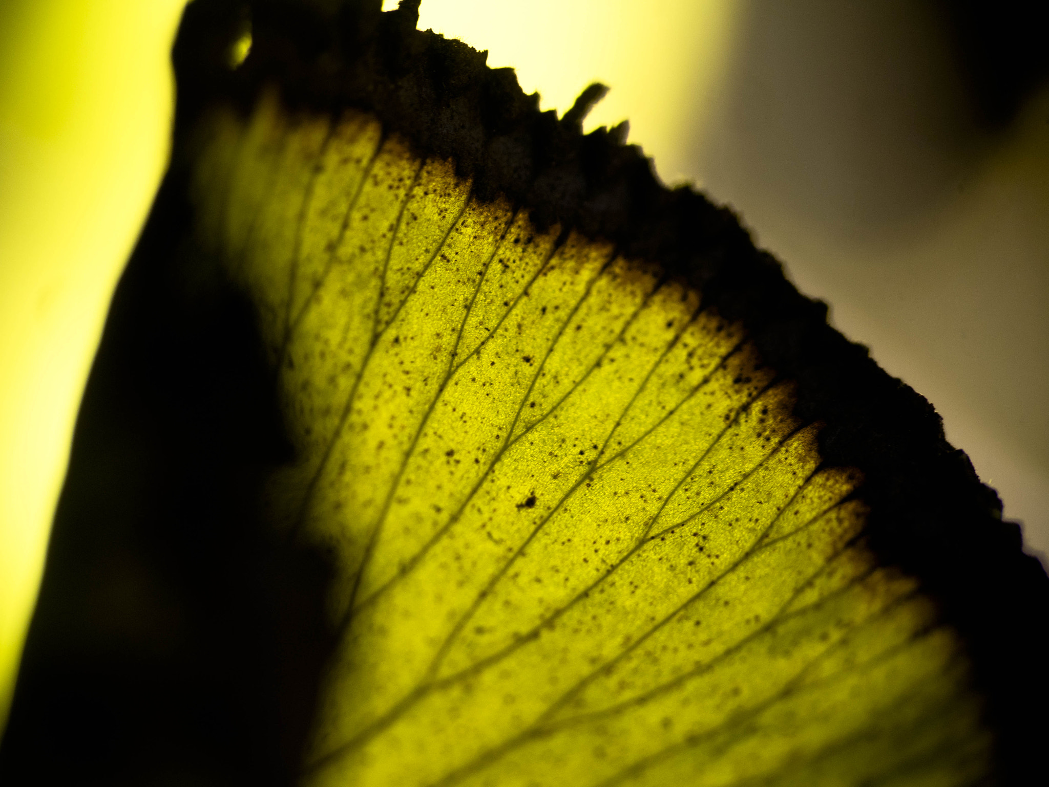 Panasonic Lumix DMC-GM1 sample photo. Leafy wing photography