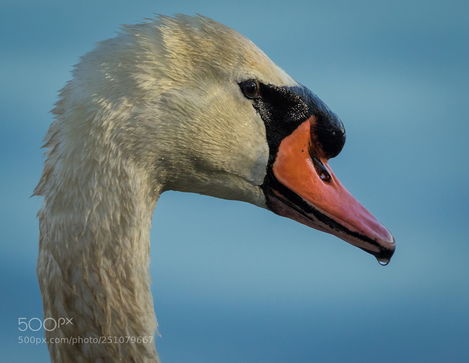 Canon EOS 7D Mark II sample photo. Cygnini photography