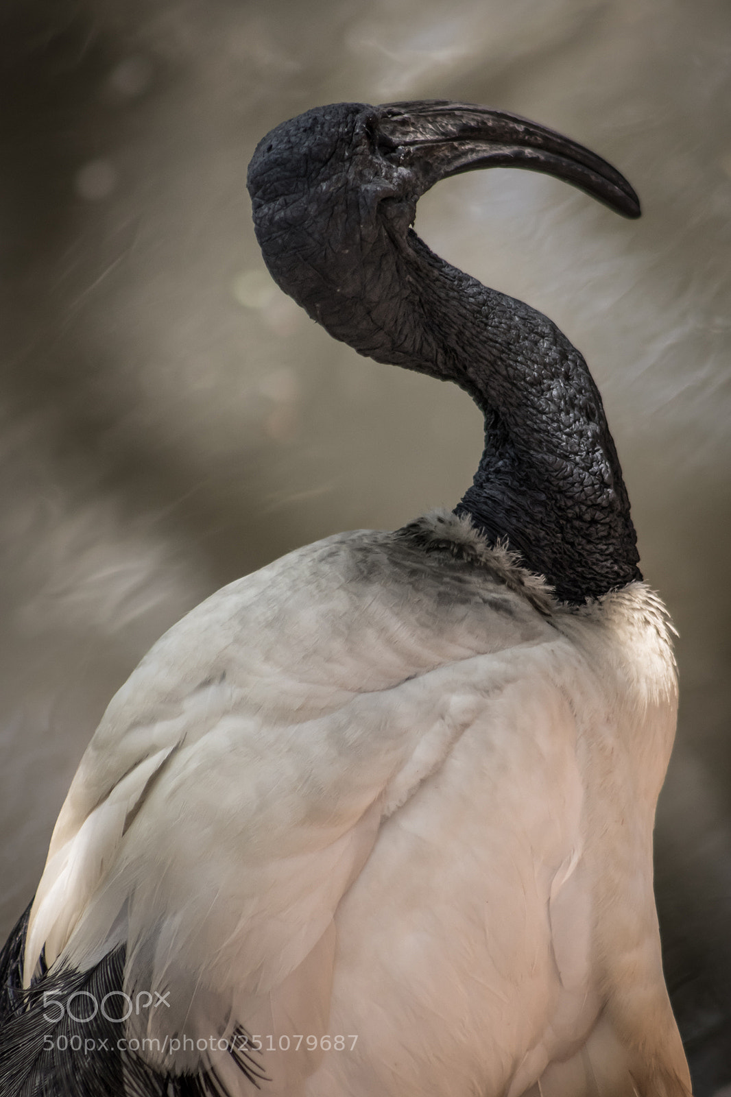 Canon EOS 750D (EOS Rebel T6i / EOS Kiss X8i) sample photo. Sacred ibis photography