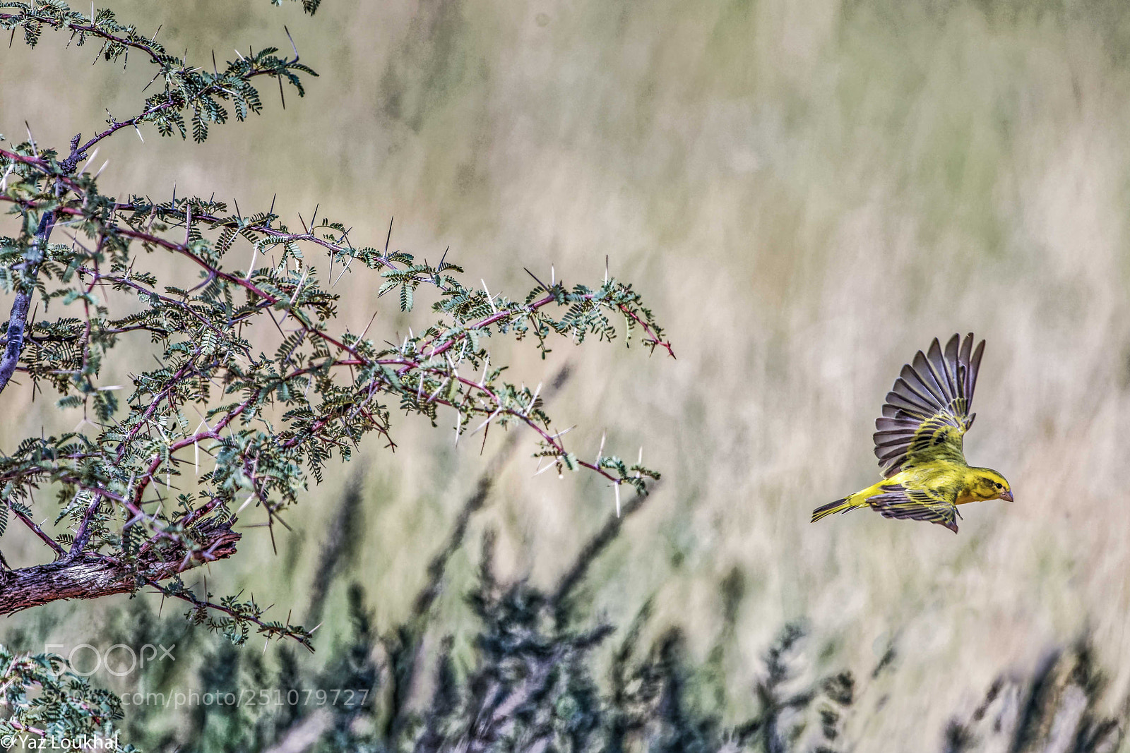 Nikon D810 sample photo. Canary bird photography