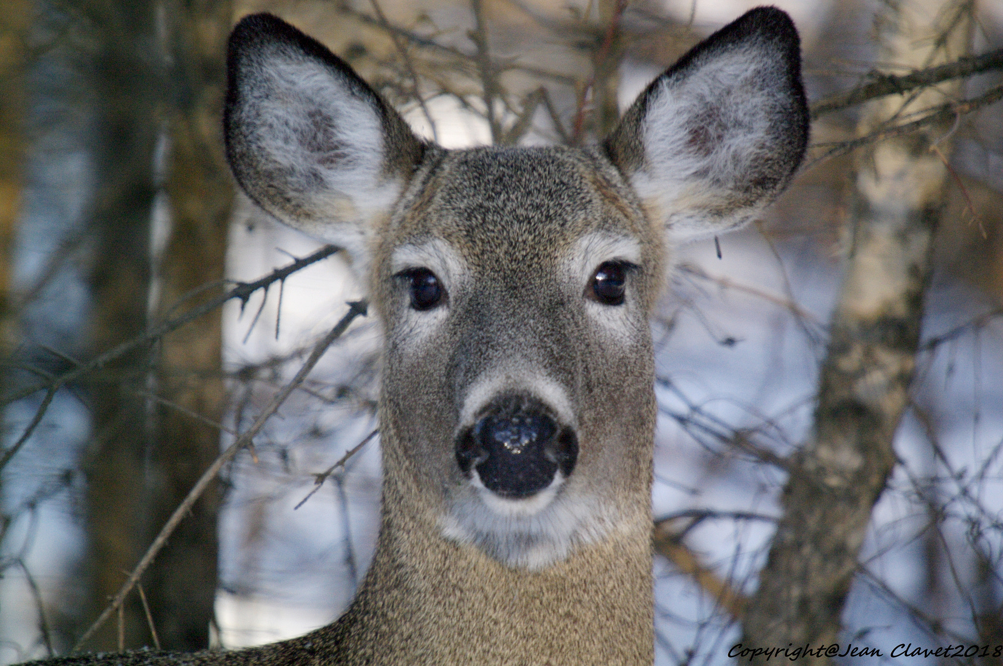 Pentax K-7 sample photo. Cerf de virginie photography