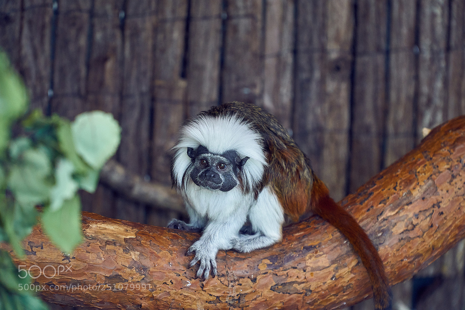 Sony a6500 sample photo. Tamarin monkey photography
