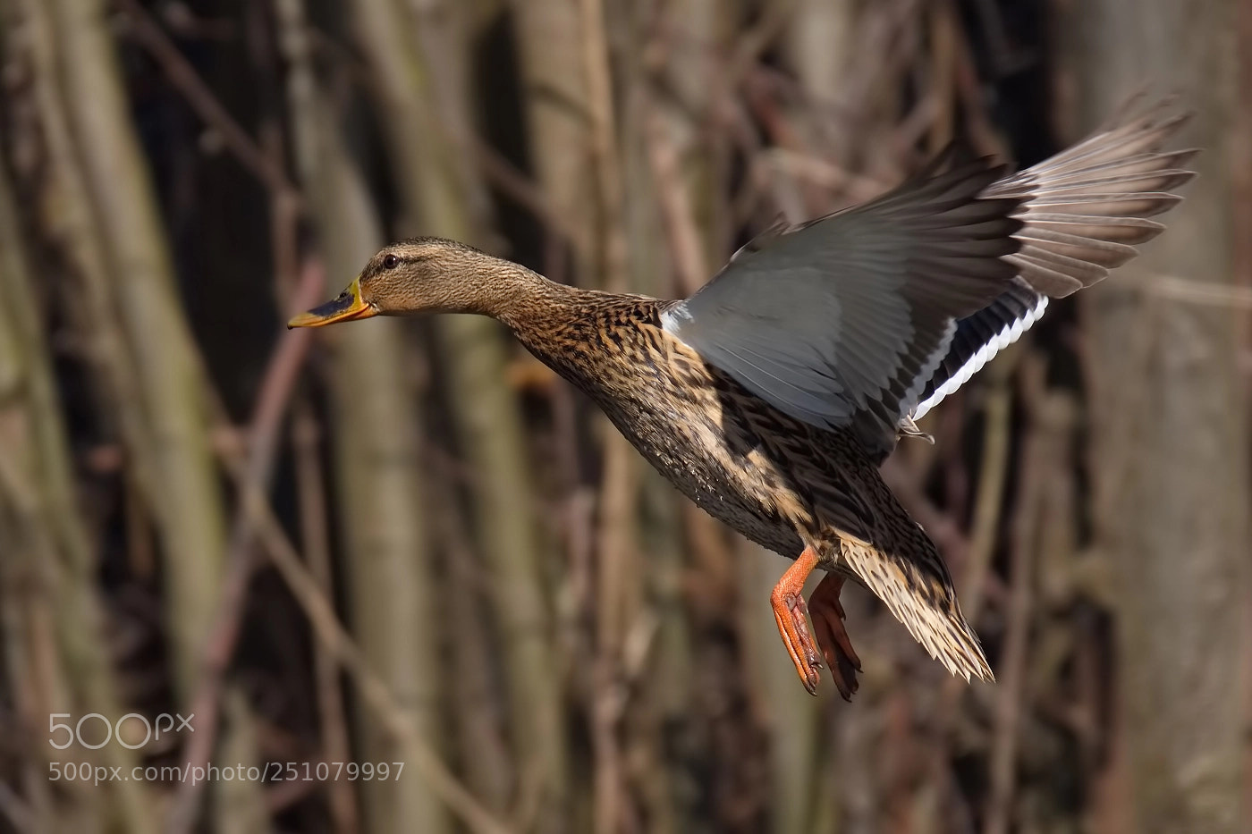 Nikon D7200 sample photo. Mallard (anas platyrhynchos) photography