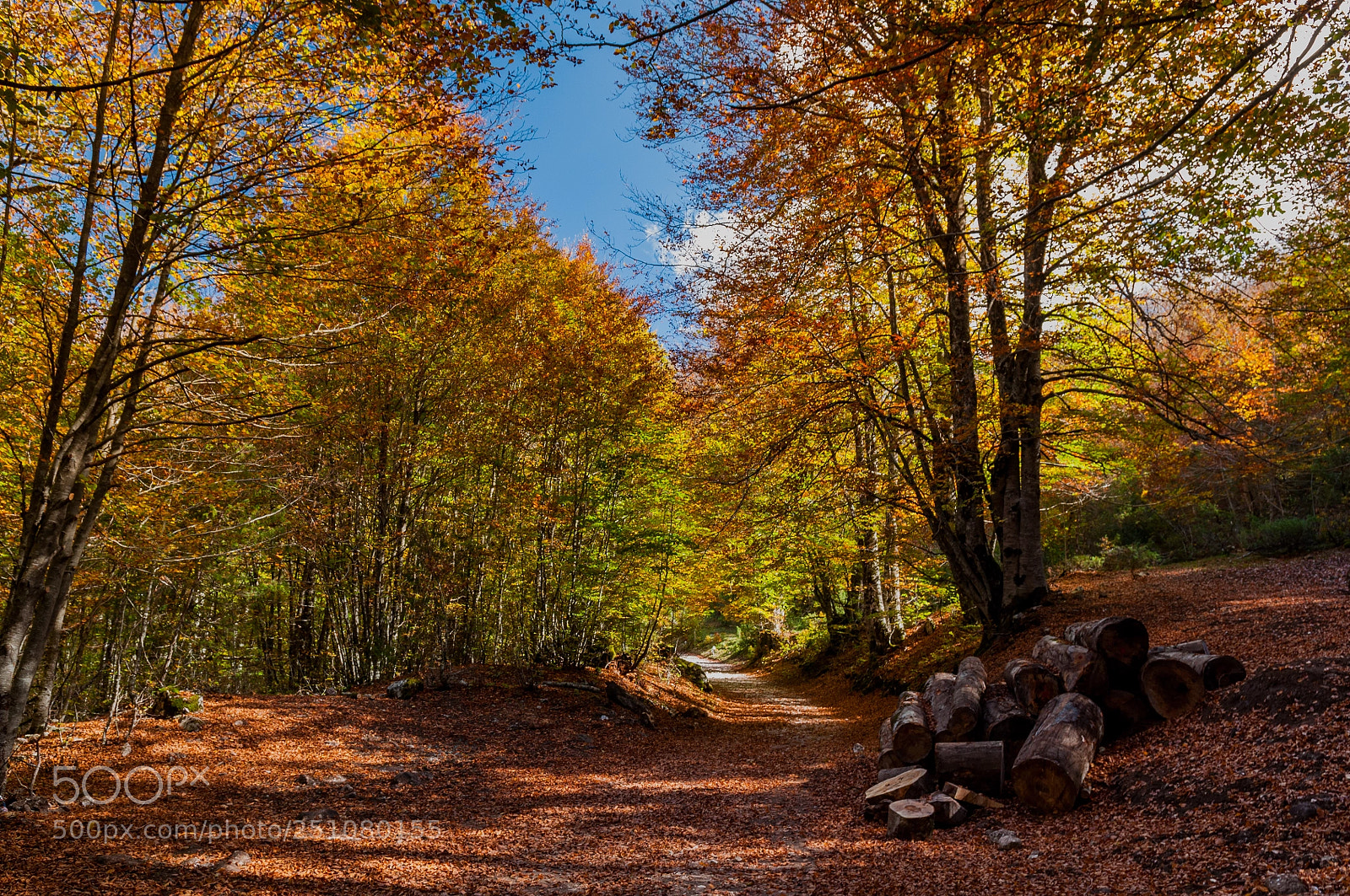 Nikon D90 sample photo. Autumn colours, pescasseroli, abruzzo photography
