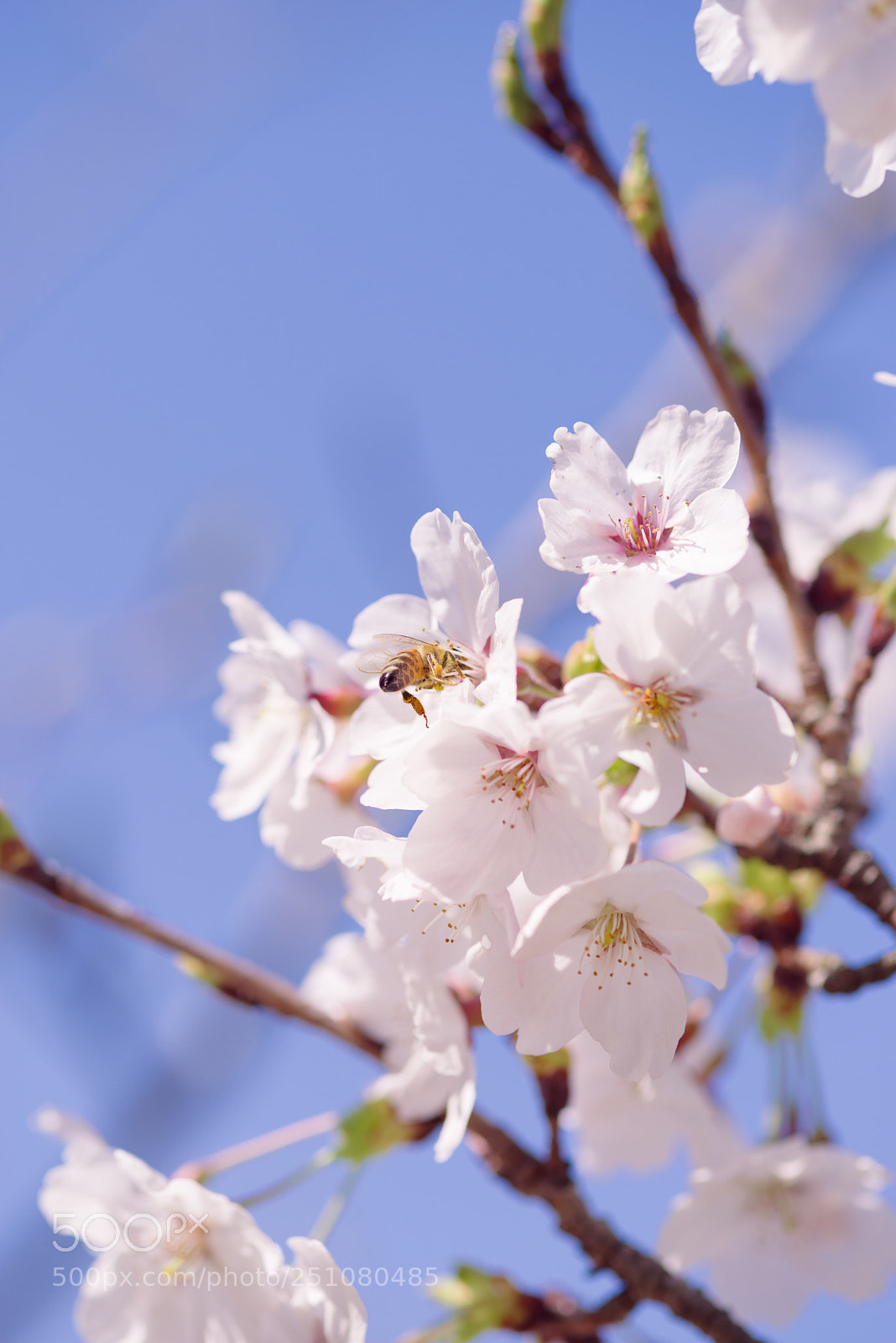 Pentax K-1 sample photo. Spring -honeybee- photography