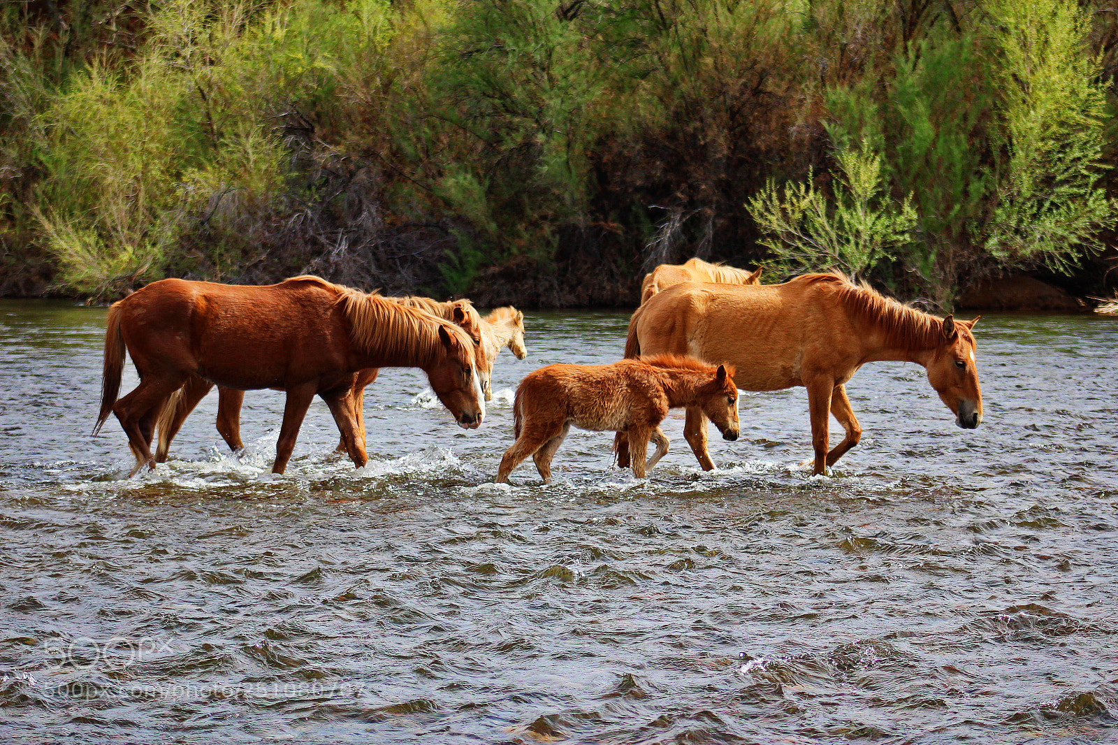 Canon EOS 1200D (EOS Rebel T5 / EOS Kiss X70 / EOS Hi) sample photo. River crossing photography