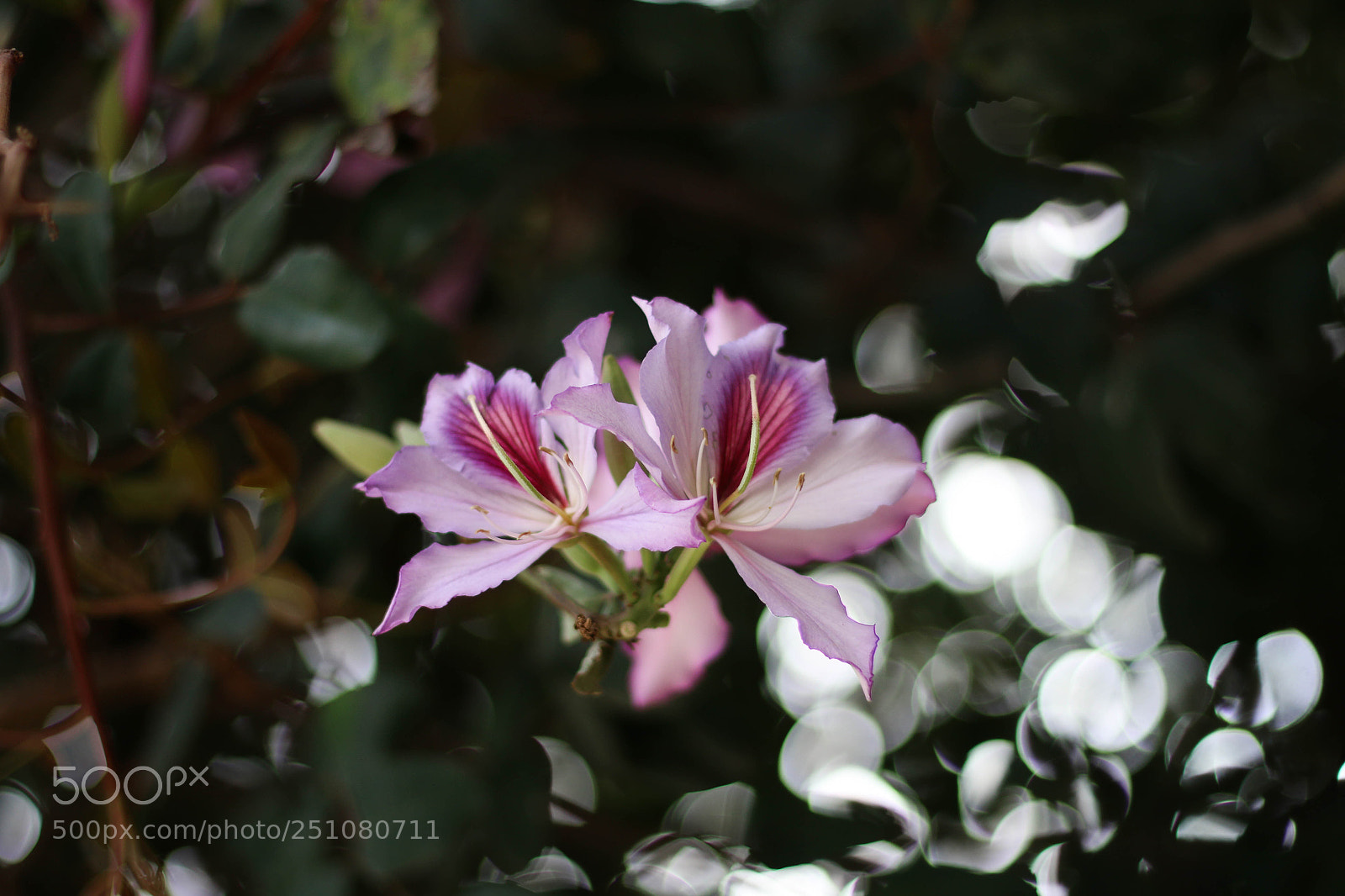 Canon EOS 70D sample photo. Untitled photography