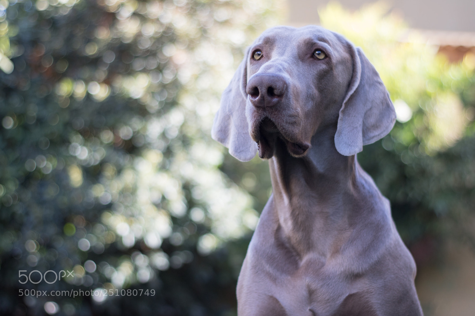 Canon EOS 750D (EOS Rebel T6i / EOS Kiss X8i) sample photo. Mirada fria photography