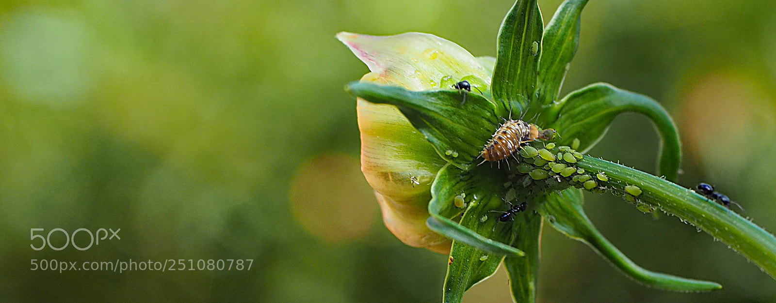 Olympus OM-D E-M5 II sample photo. Aphid munching. photography