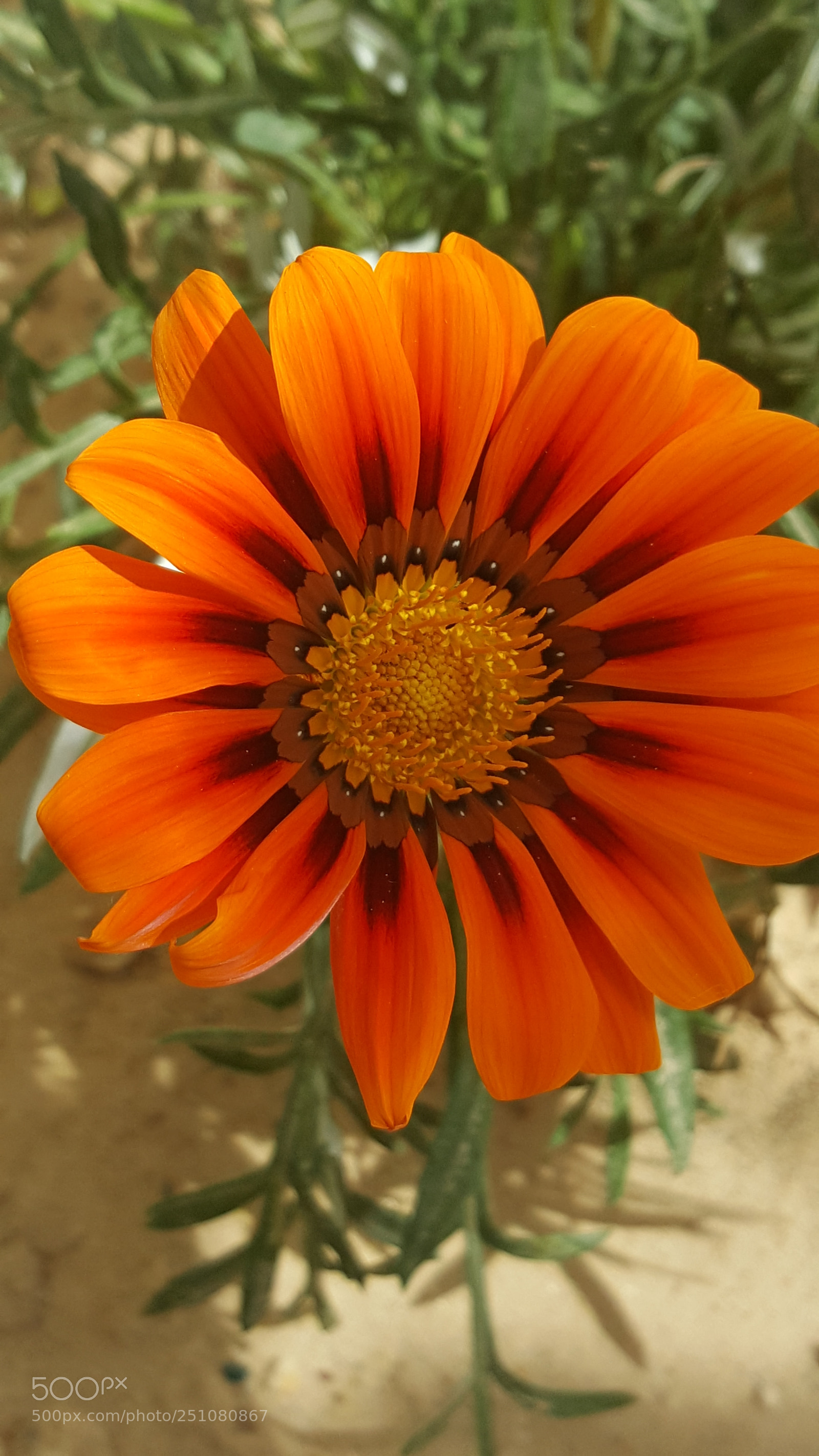 Samsung GALAXY S6 edge sample photo. Untitled photography
