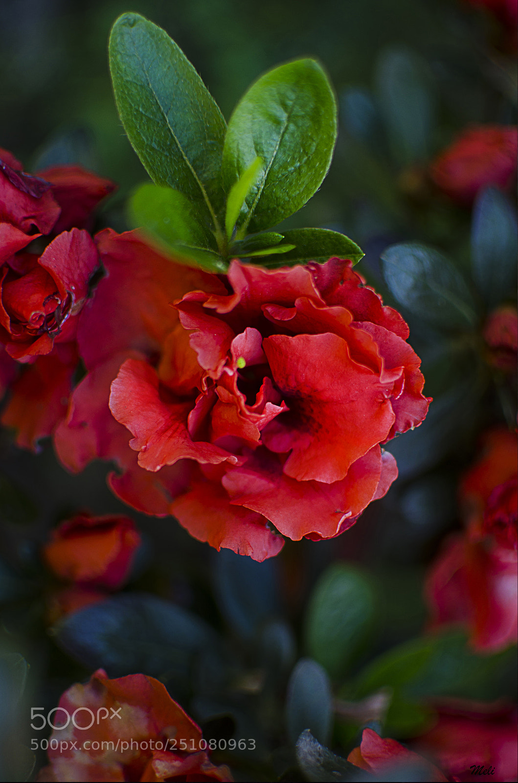 Nikon D5100 sample photo. Azaleas photography