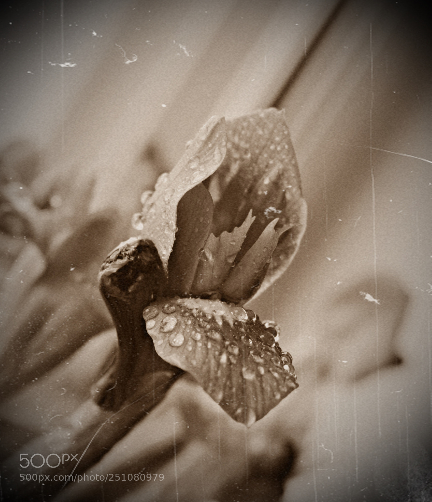 Canon EOS 100D (EOS Rebel SL1 / EOS Kiss X7) sample photo. "a old photo" photography