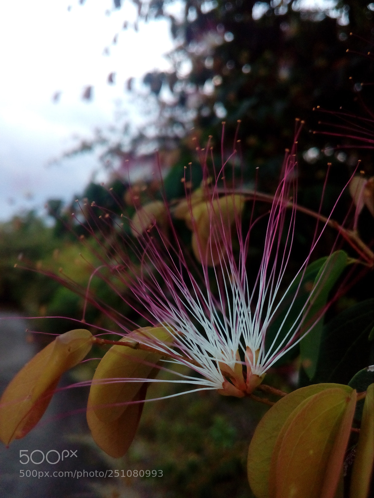 HUAWEI Y5II sample photo. Beautiful and prickly photography