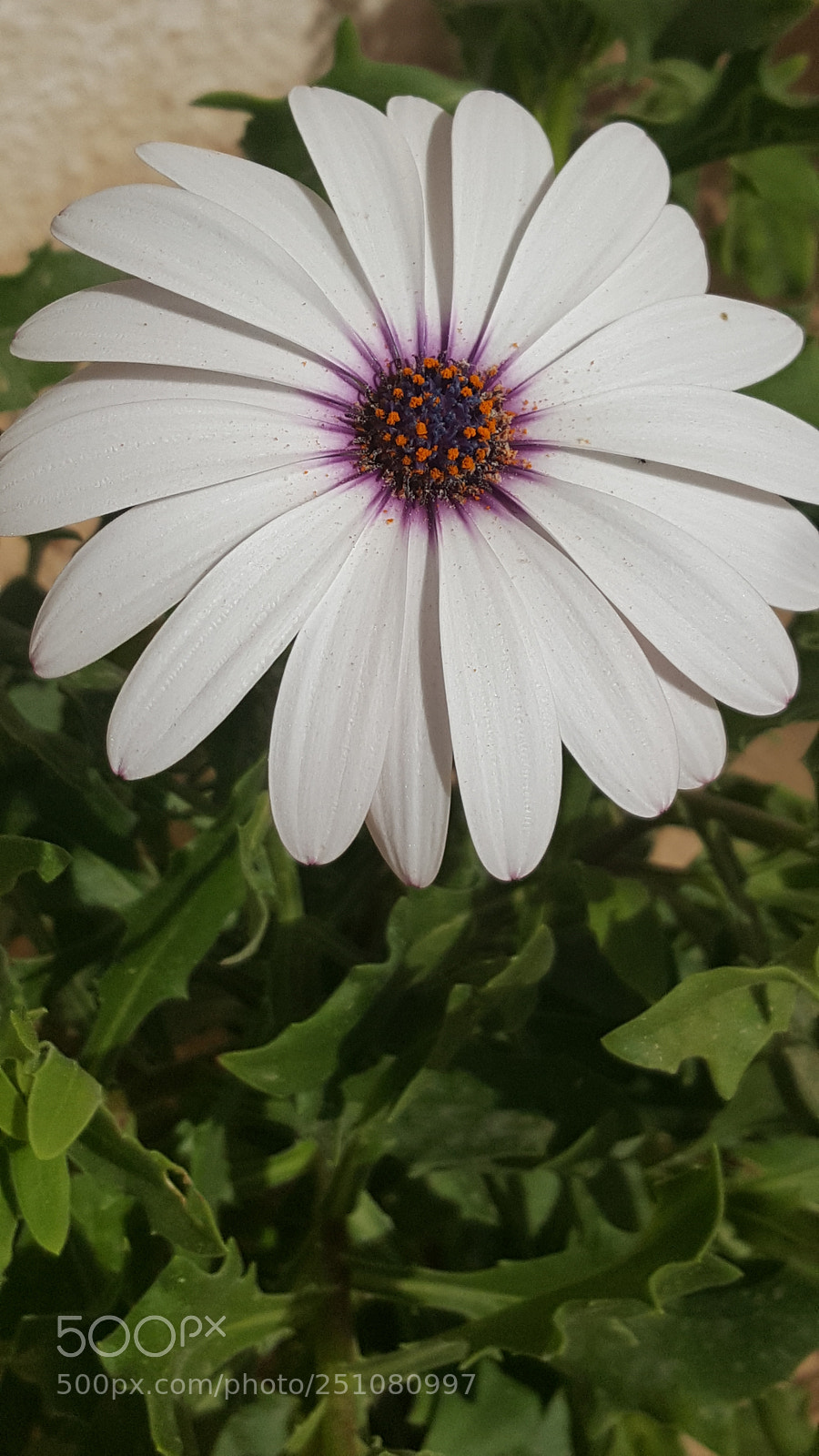 Samsung GALAXY S6 edge sample photo. Untitled photography