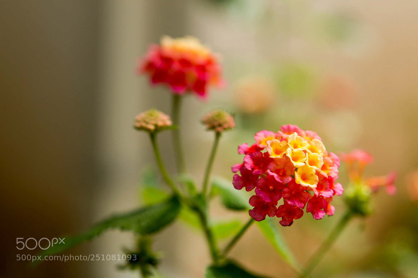 Canon EOS 70D sample photo. Colorful photography