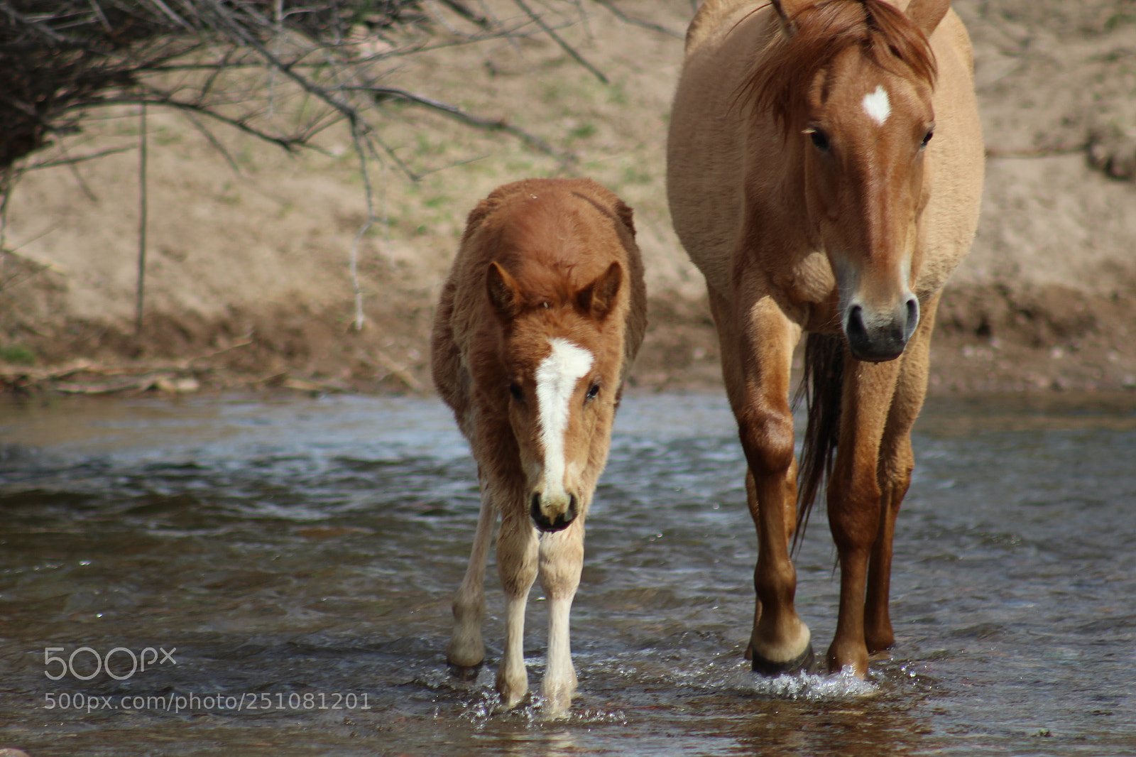Canon EF 75-300mm f/4-5.6 sample photo. Img photography