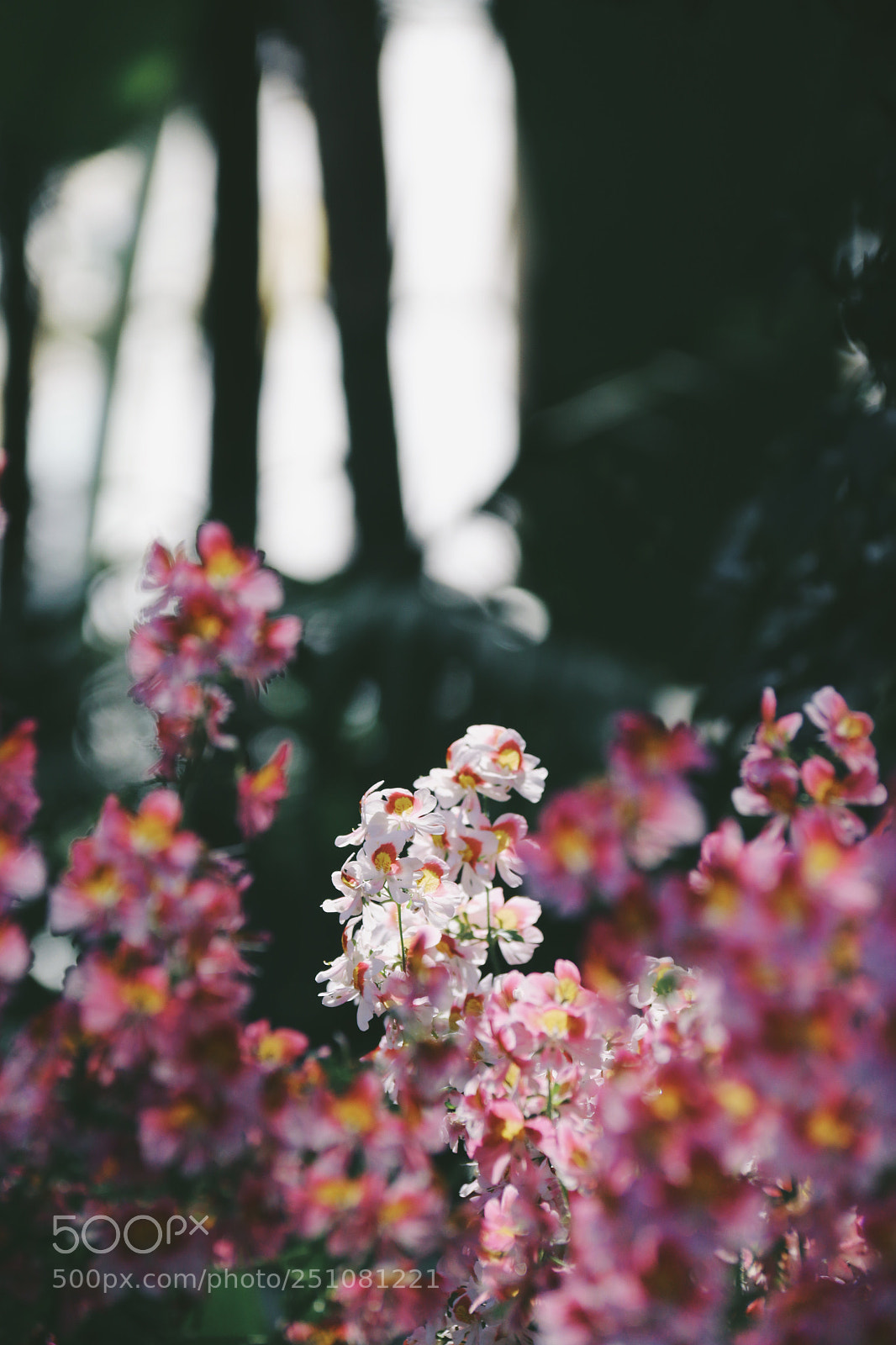 Canon EOS 70D sample photo. White and pink flowers photography
