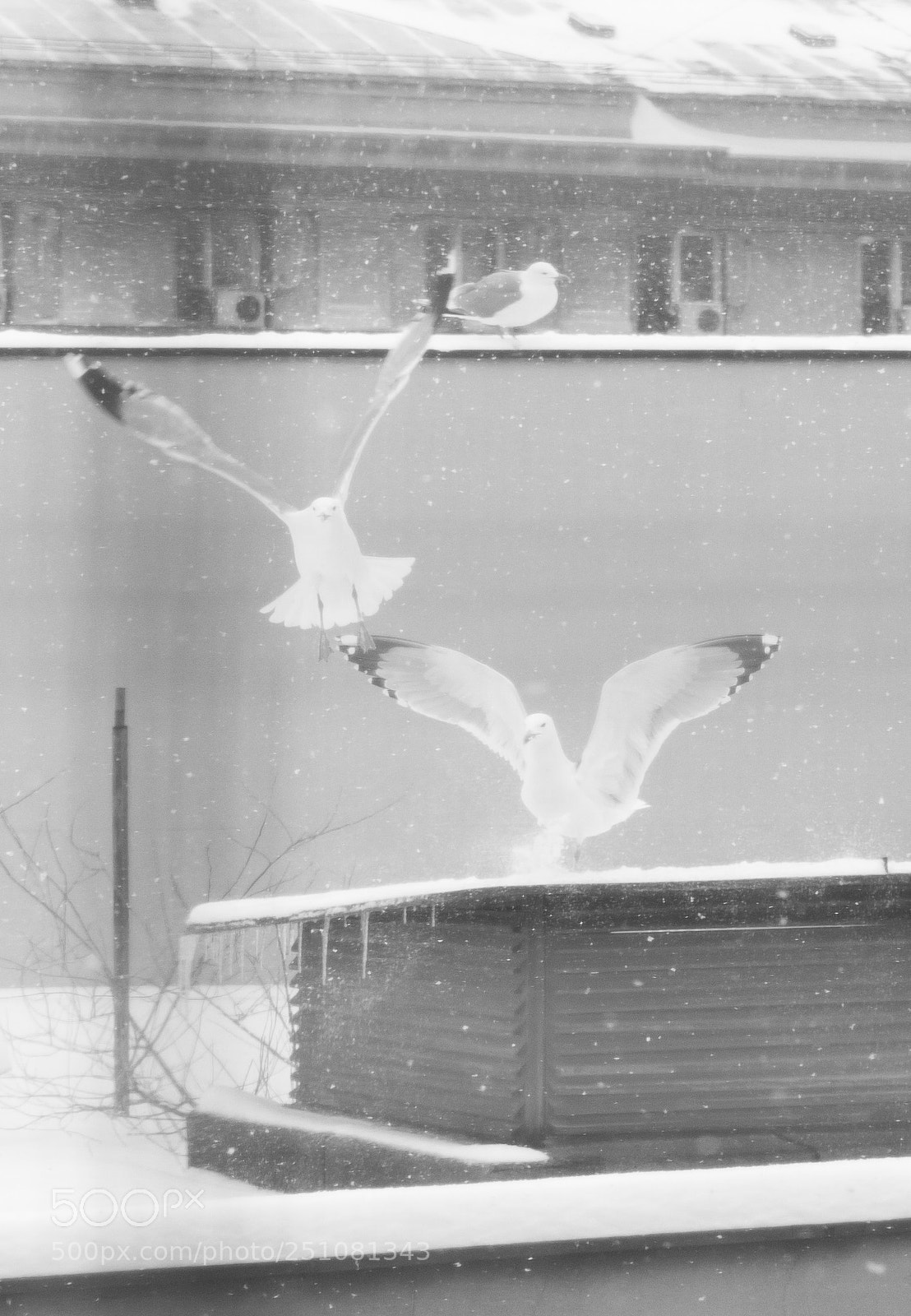 Sony a7 sample photo. Snowgulls photography