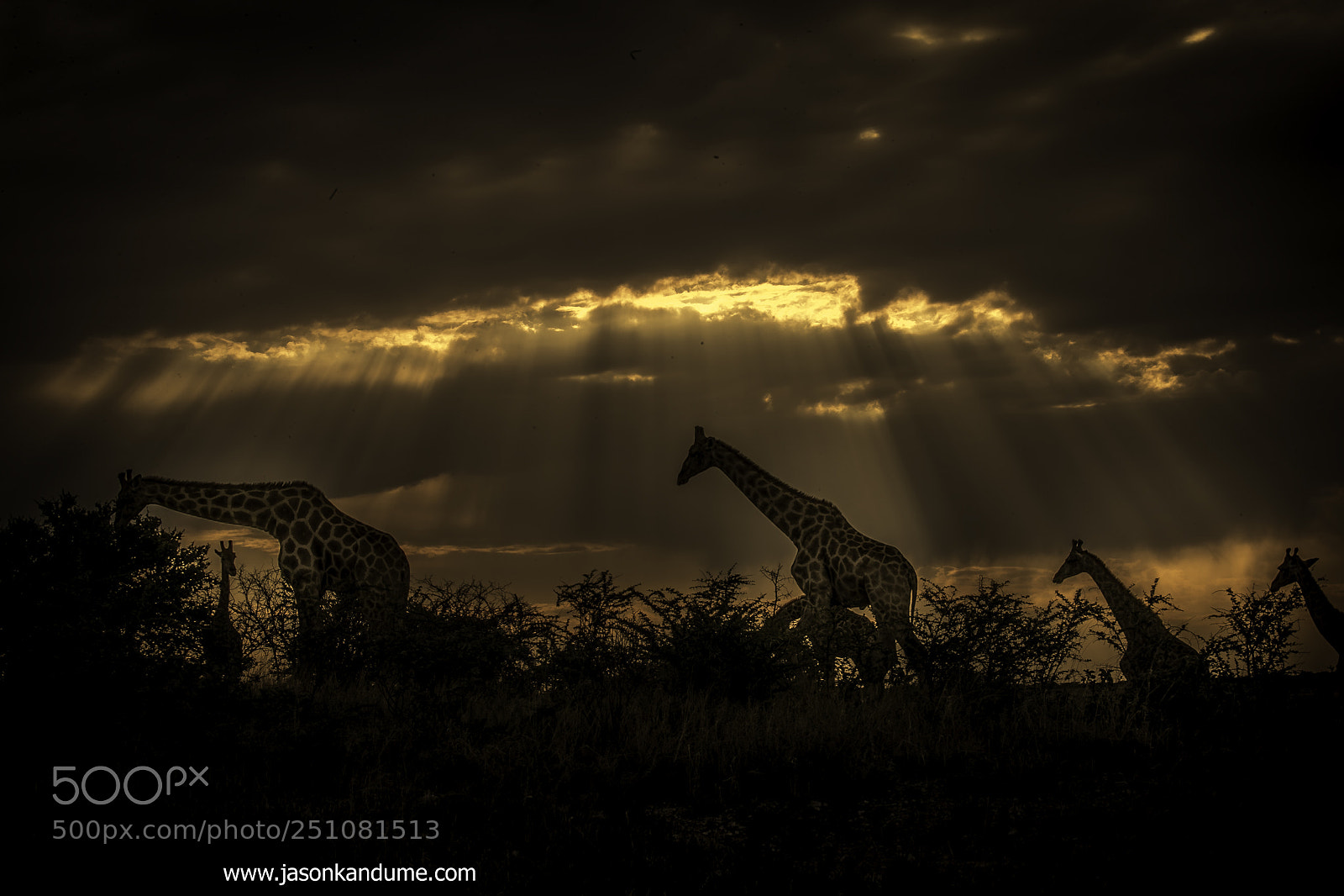Canon EOS-1D X Mark II sample photo. Giraffe photography