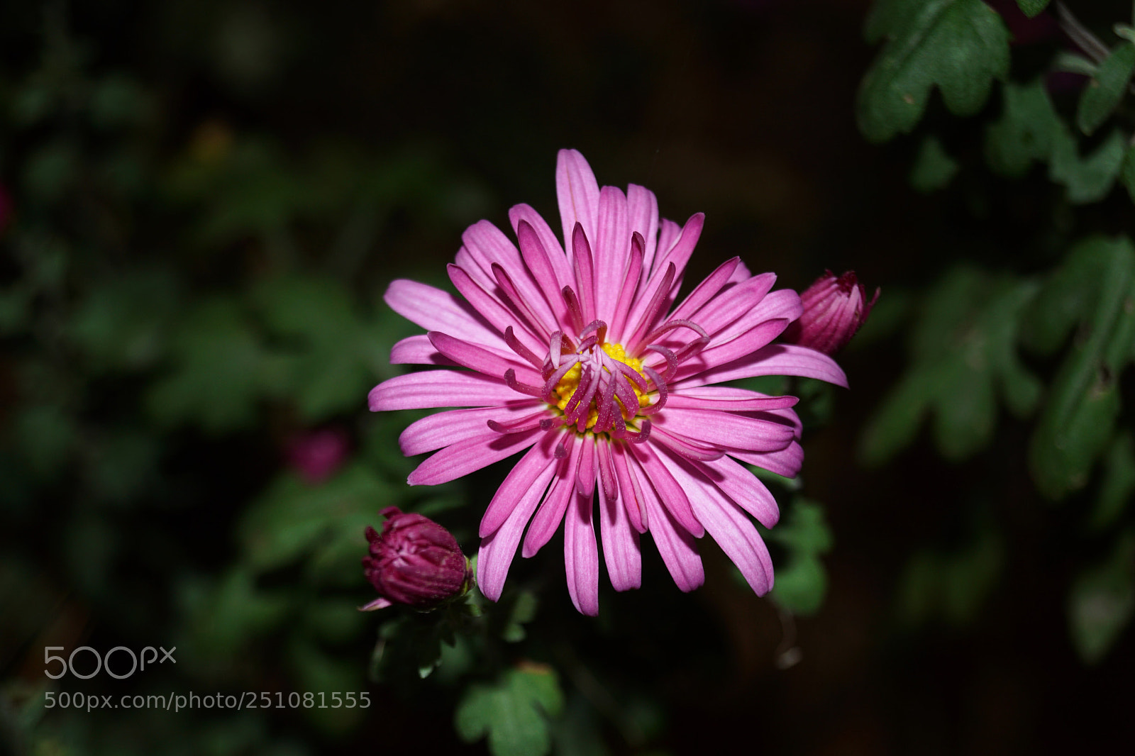 Sony SLT-A68 sample photo. Pretty flower photography