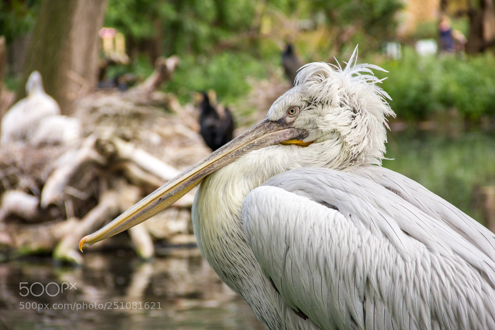 Canon EOS 550D (EOS Rebel T2i / EOS Kiss X4) sample photo. Pelecanus crispus photography