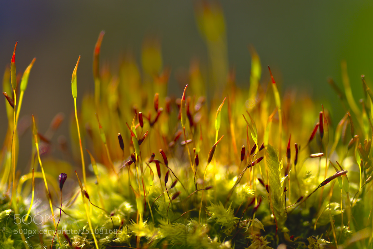 Nikon D5600 sample photo. Microcosmos photography