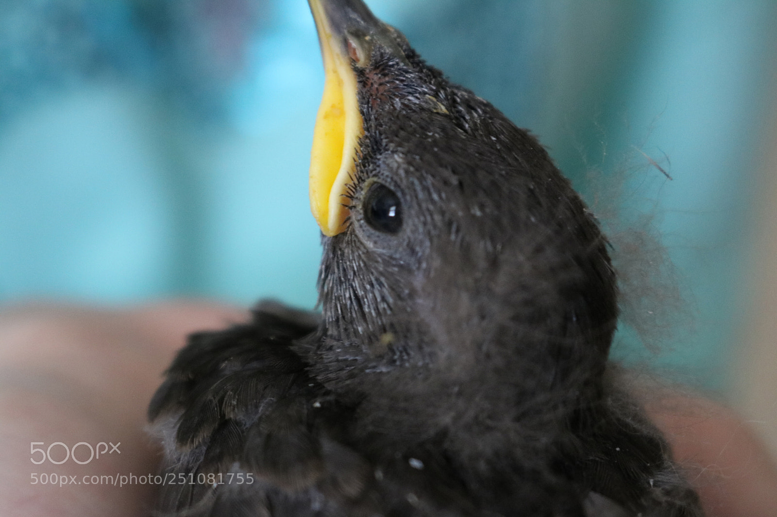 Canon EOS 750D (EOS Rebel T6i / EOS Kiss X8i) sample photo. Little bird photography