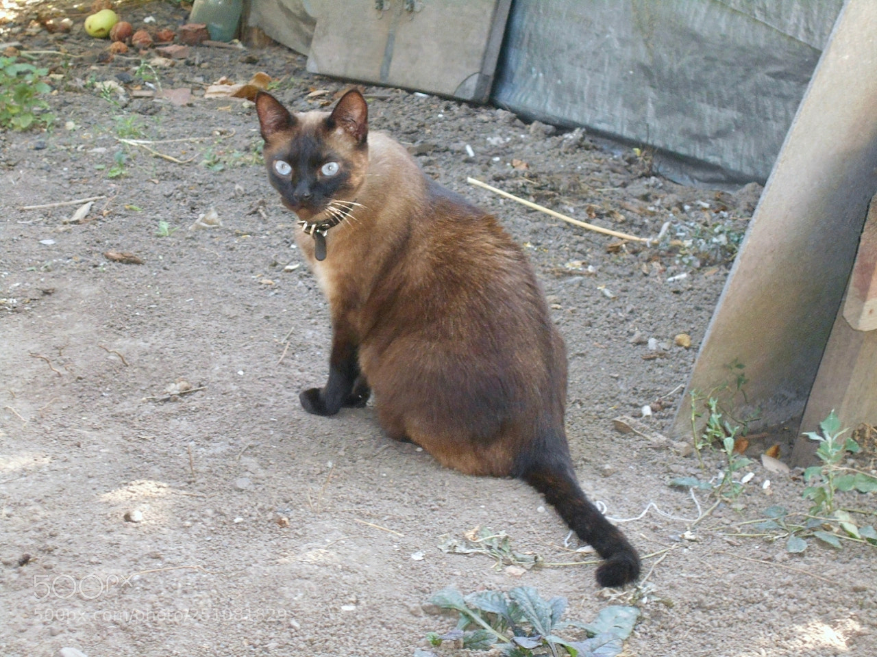 Nikon Coolpix A100 sample photo. Ecc acdaorig photography