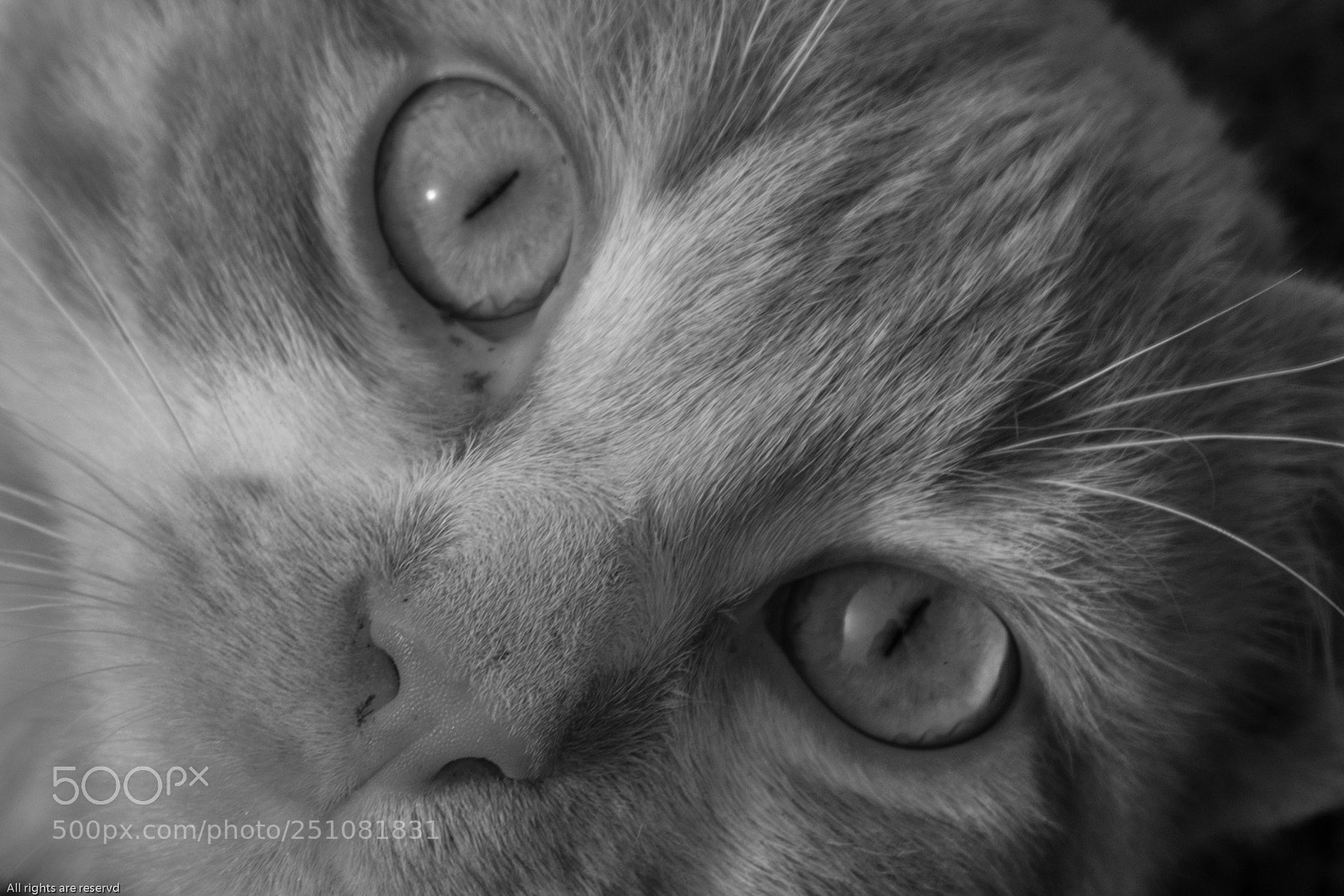 Nikon D7100 sample photo. Pablo photography