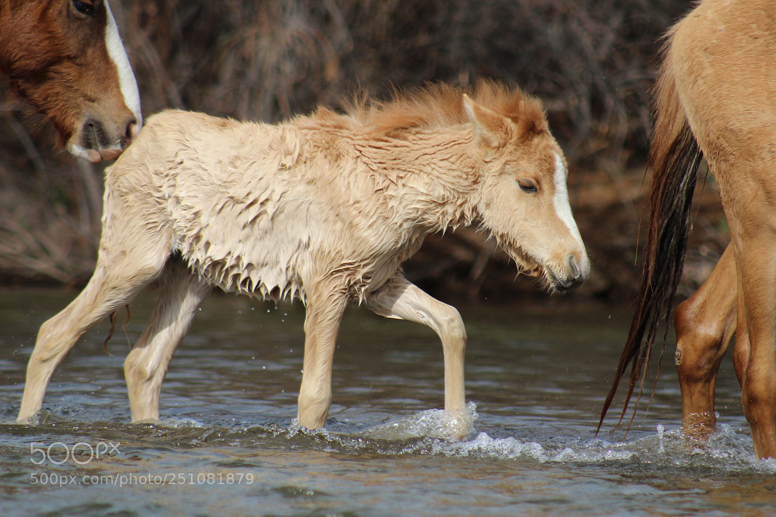 Canon EF 75-300mm f/4-5.6 sample photo. Encoregment photography