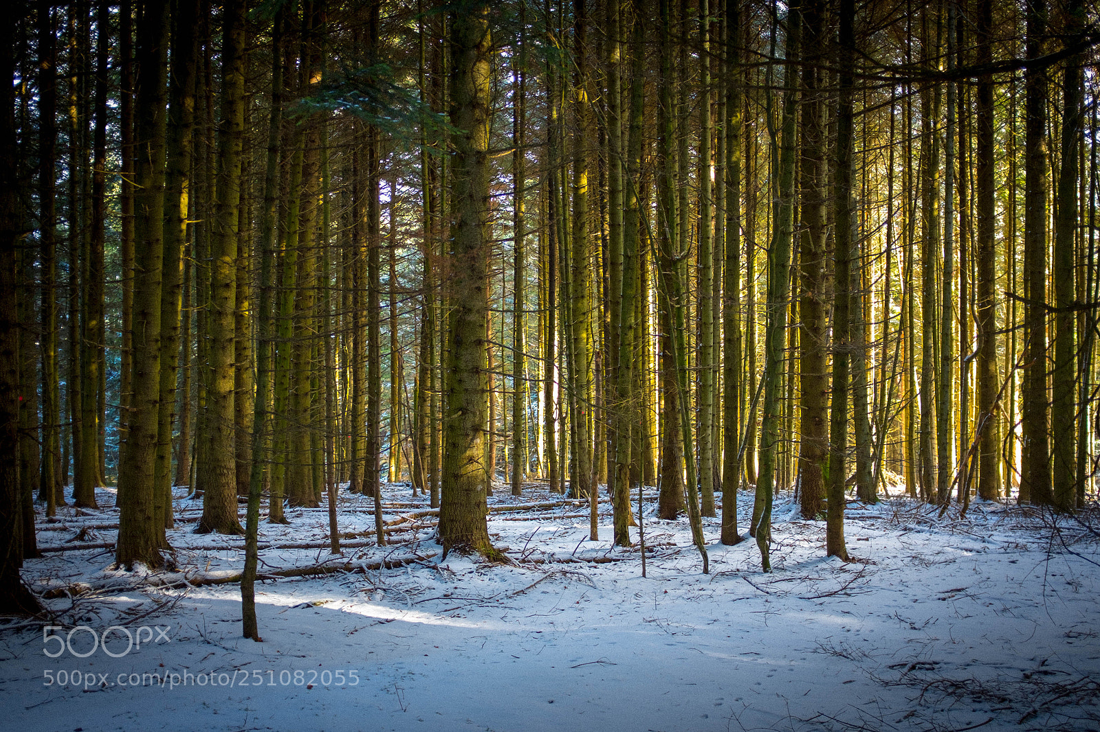 Fujifilm X100S sample photo. Winter undergrowth photography