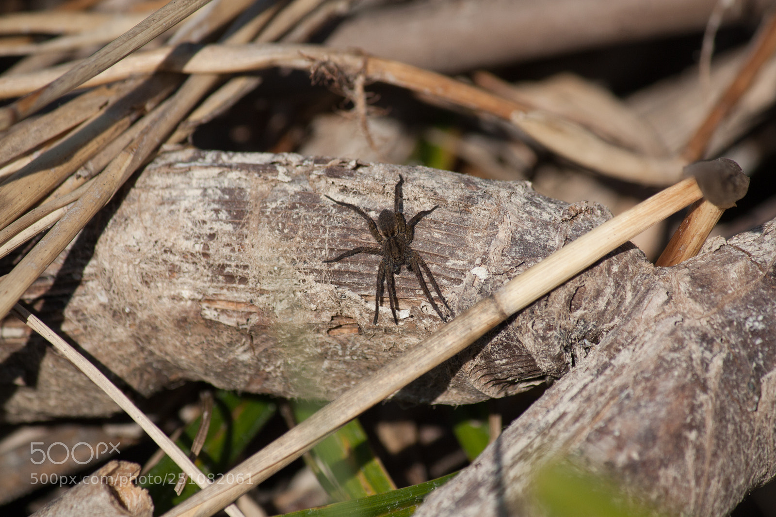 Canon EOS 450D (EOS Rebel XSi / EOS Kiss X2) sample photo. Spider on cod photography