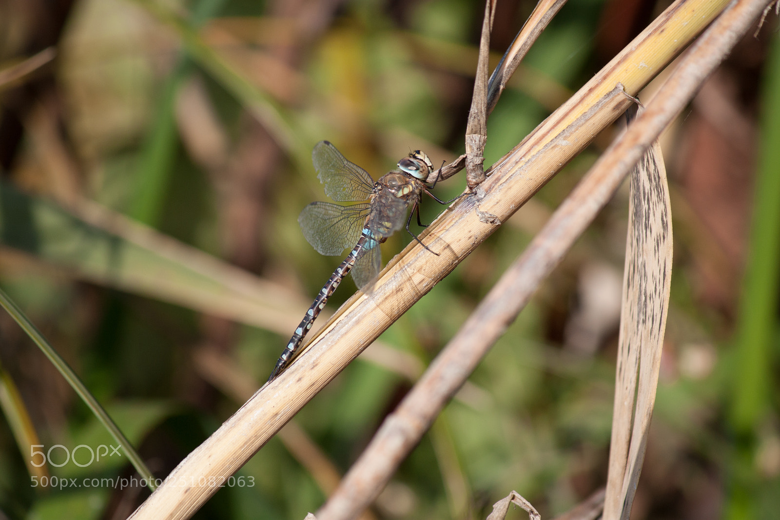Canon EOS 450D (EOS Rebel XSi / EOS Kiss X2) sample photo. Dragonfly photography