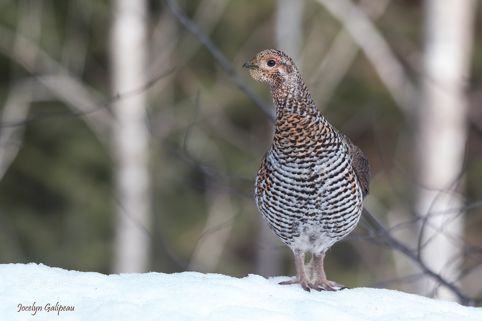 Canon EOS 7D Mark II sample photo. Standing pretty photography