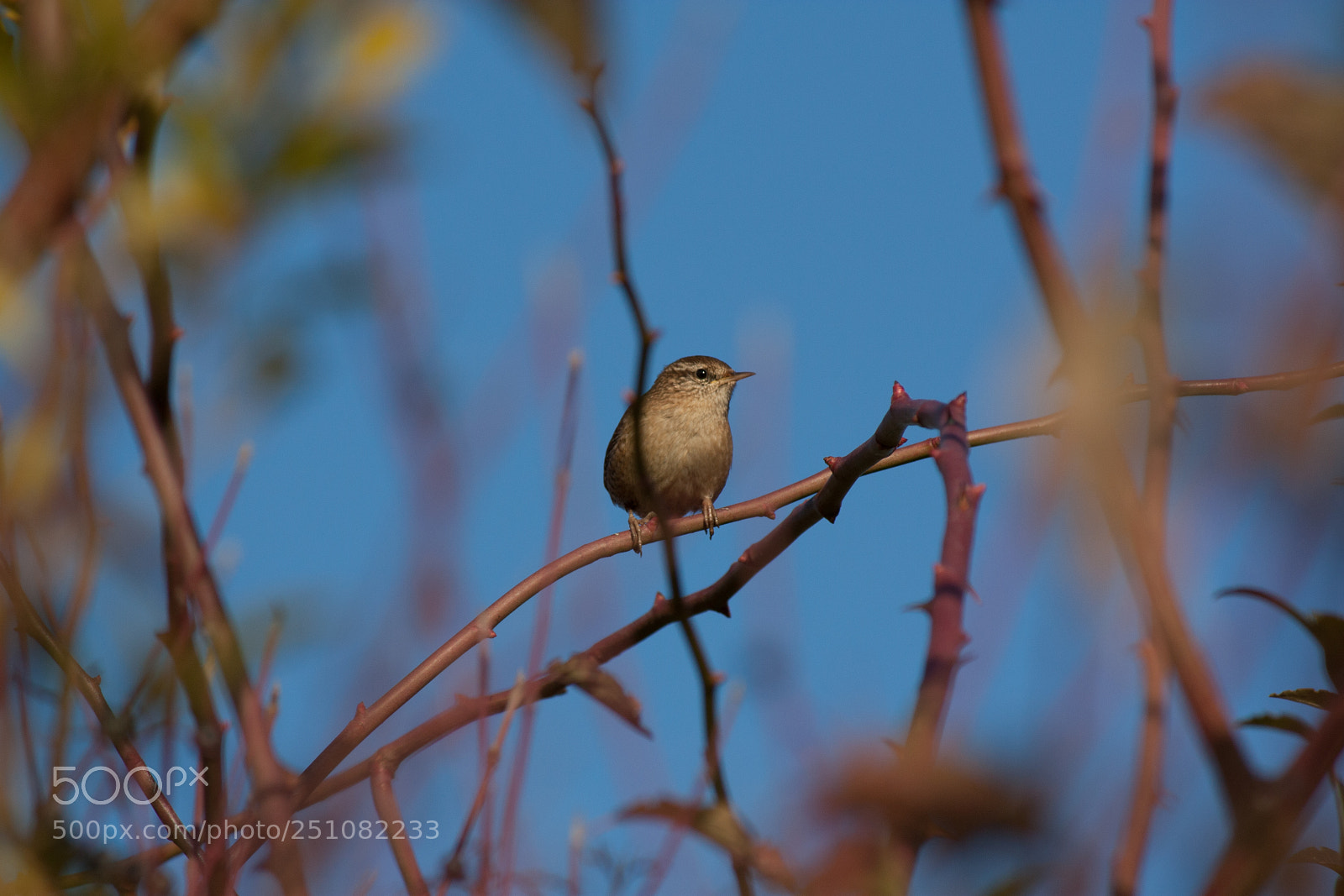 Canon EOS 450D (EOS Rebel XSi / EOS Kiss X2) sample photo. Bird on branch photography