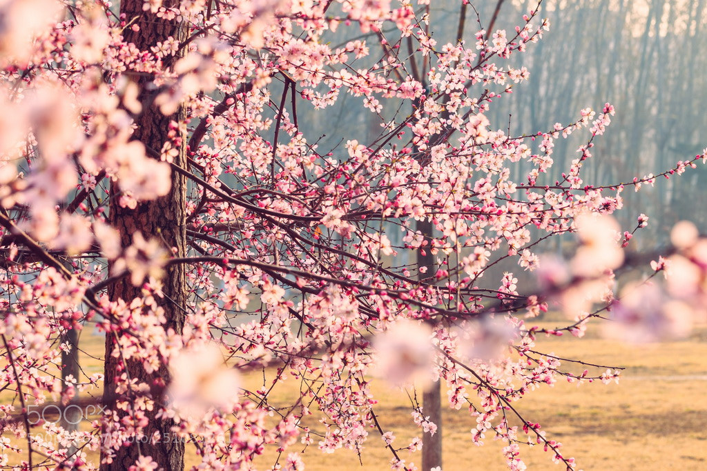 Canon EOS 70D sample photo. Spring photography