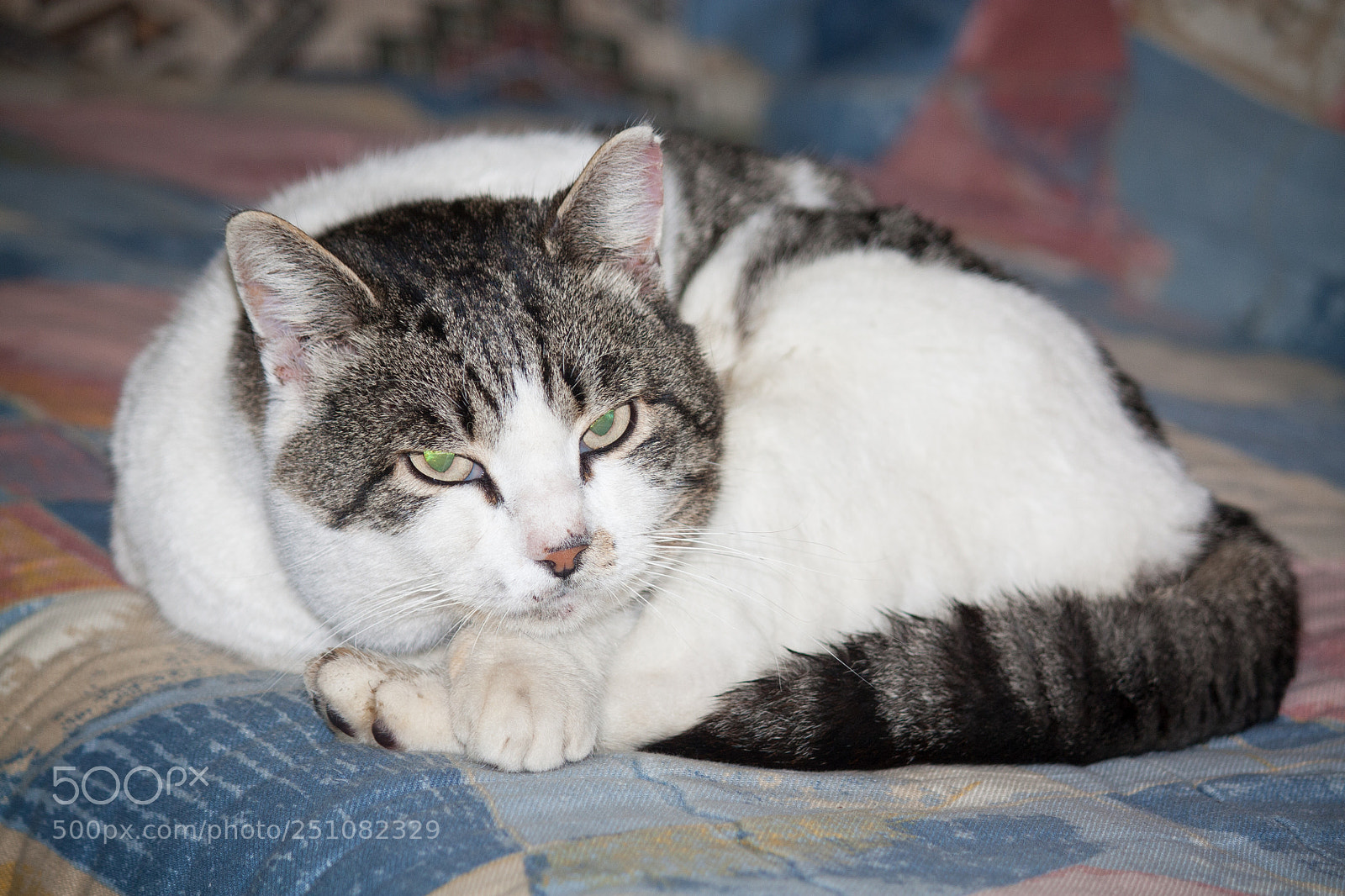 Canon EOS 450D (EOS Rebel XSi / EOS Kiss X2) sample photo. Cat in the living photography