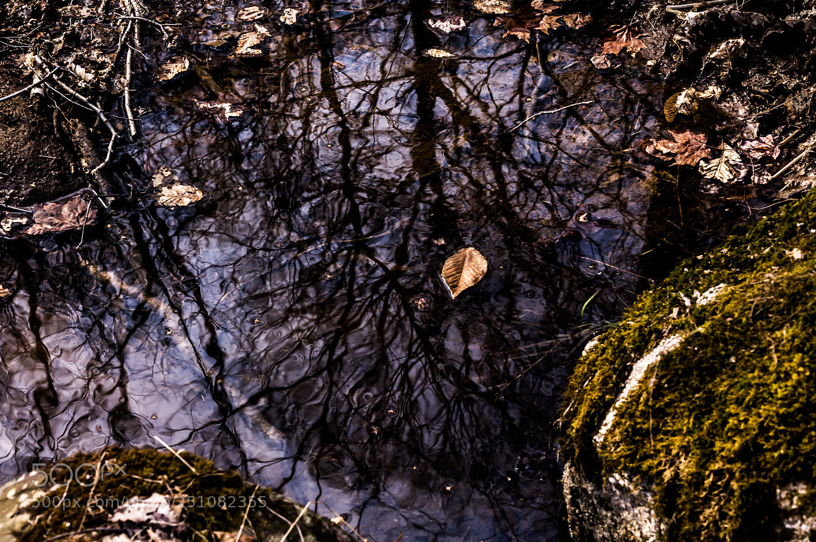 Sony Alpha NEX-6 sample photo. 52 weeks | week 11| reflections photography