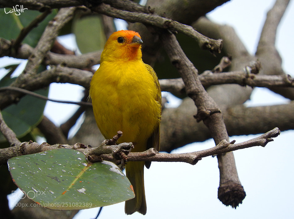 Nikon Coolpix P610 sample photo. Brazilian bird photography