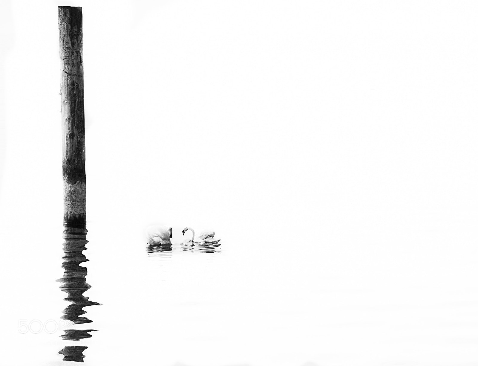 Nikon D500 sample photo. Pin-ta-me photography