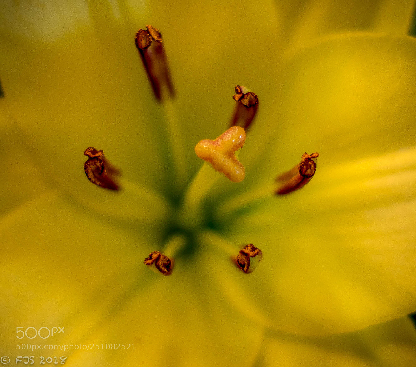 Canon EOS 7D Mark II sample photo. Lily photography