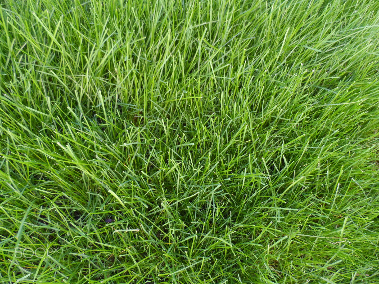 Samsung WB150 / WB150F / WB152 / WB152F / WB151 sample photo. Bright green grass photography
