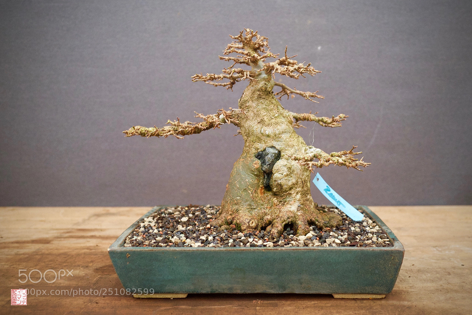 Fujifilm X100S sample photo. Bonsai waiting for spring photography